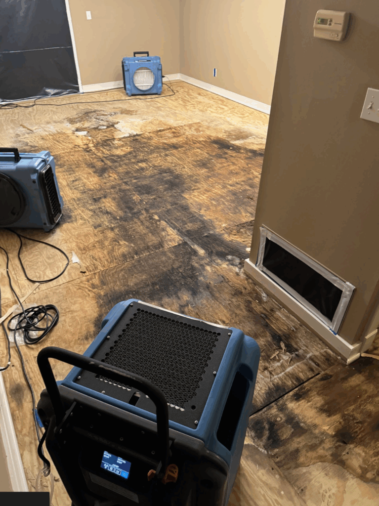 alt="mold removal Altamonte Springs"